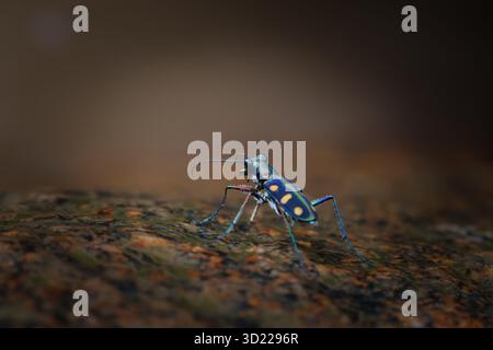 Cicindela aurulenta, ein kleines, heftig aussehendes, blaues, oranges Insekt, hängt an einem Felsen in einem feuchten Wald. Stockfoto