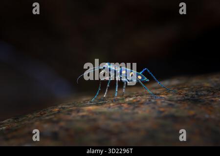 Cicindela aurulenta, ein kleines, heftig aussehendes, blaues, oranges Insekt, hängt an einem Felsen in einem feuchten Wald. Stockfoto