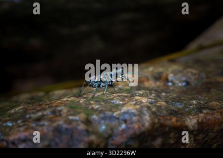 Cicindela aurulenta, ein kleines, heftig aussehendes, blaues, oranges Insekt, hängt an einem Felsen in einem feuchten Wald. Stockfoto