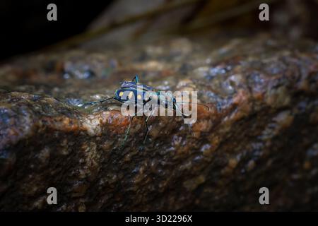 Cicindela aurulenta, ein kleines, heftig aussehendes, blaues, oranges Insekt, hängt an einem Felsen in einem feuchten Wald. Stockfoto