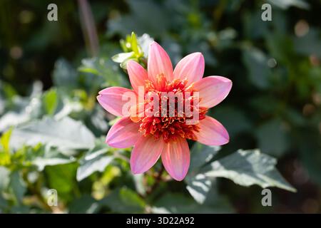 Dahlia total Tangerine wird in einem Garten in Madrid angebaut Stockfoto