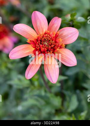 Dahlia total Tangerine wird in einem Garten in Madrid angebaut Stockfoto