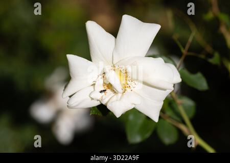 Rose, Margarita Salas, im Garten angebaut Stockfoto