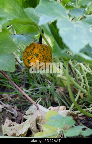 Wunderschönes Kürbisfeld in Spanien Stockfoto