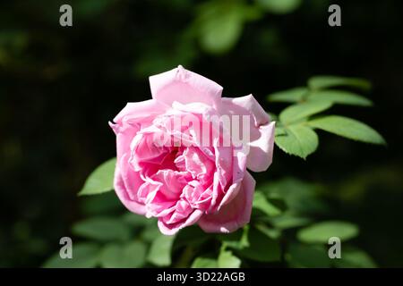 Rosa Hybrid Rugosa Rose Ferdinand Meyer blüht in einem Garten Stockfoto