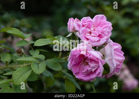 Rosa Hybrid Rugosa Rose Ferdinand Meyer blüht in einem Garten Stockfoto