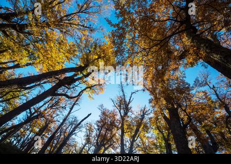 Farbenfrohe Herbstblätter in einem sonnigen Wald. Natürlicher Hintergrund im Herbst Stockfoto