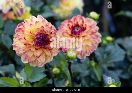dahlia Sunny Boy wird in einem Garten in Madrid angebaut Stockfoto