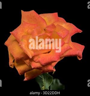Fesselnde Orange Rose mit Regentropfen auf tiefschwarzem Hintergrund Stockfoto