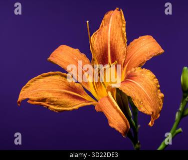 Orange Daylily Bloom auf einem auffälligen lila Hintergrund Stockfoto