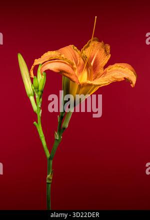 Wunderschöne orange Taglilie vor einem kräftigen roten Hintergrund Stockfoto