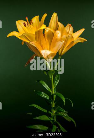 Goldene gelbe Lilien auf tiefgrünem Hintergrund Stockfoto