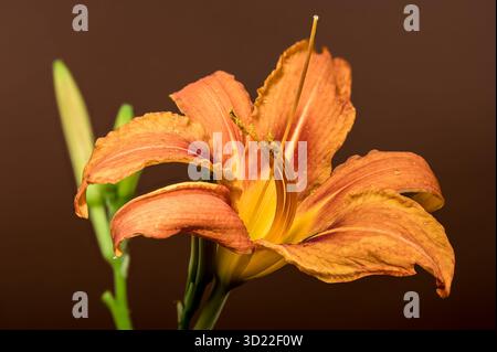 Fesselnde Orange Daylily Bloom mit Wassertropfen auf einem satten braunen Hintergrund Stockfoto