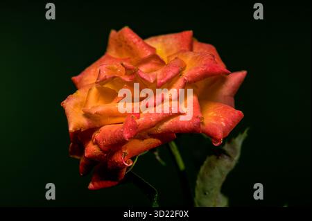 Leuchtende Orange Rose mit Regentropfen auf dunkelgrünem Hintergrund Stockfoto