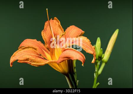 Leuchtende orange Taglilie mit Knospen auf dunkelgrünem Hintergrund Stockfoto