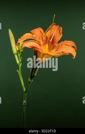 Leuchtende orange Taglilie mit Knospen auf dunkelgrünem Hintergrund Stockfoto