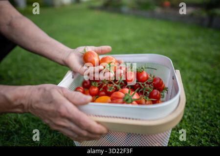 Frau, die selbst geerntete Tomaten hält, Nahaufnahme. Ökologischer Landbau Stockfoto