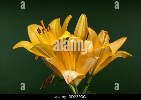 Goldene gelbe Lilien auf tiefgrünem Hintergrund Stockfoto