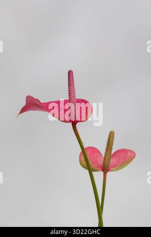 Anthuriumpflanze im Innenbereich mit wunderschönen rosa Blumen auf grauem Hintergrund. Zimmerpflanzen. Stockfoto