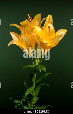 Goldene gelbe Lilien auf tiefgrünem Hintergrund Stockfoto