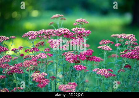 Rote gewöhnliche Schafgarbe Blüten. Zierpflanze Achillea millefolium (Paprika) in Blüte im Garten. Stockfoto