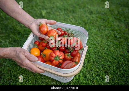 Frau, die selbst geerntete Tomaten hält, Nahaufnahme. Ökologischer Landbau Stockfoto