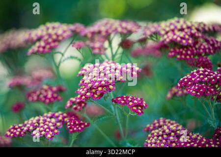 Rote gewöhnliche Schafgarbe Blüten. Zierpflanze Achillea millefolium (Paprika) in Blüte im Garten. Stockfoto