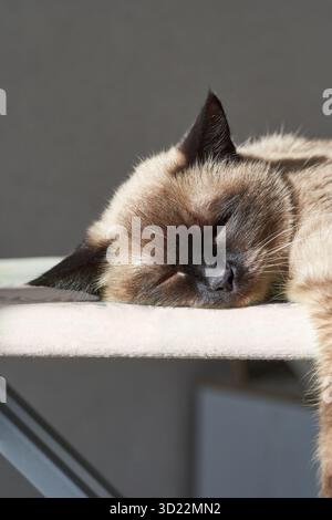 Siamkatze schläft friedlich an einem sonnigen Tag drinnen Stockfoto