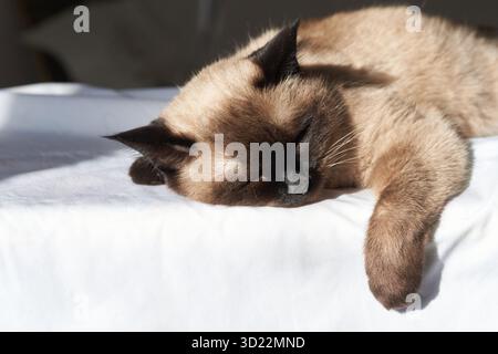 Siamkatze schläft friedlich auf weißem Laken im Sonnenlicht, mit weichem Fell Stockfoto