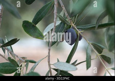 Eine Nahaufnahme eines Zweiges mit Reifen schwarzen Oliven, umgeben von leuchtend grünen Blättern Stockfoto