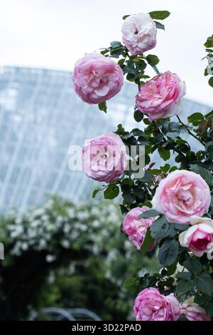 Rosa Rosen in voller Blüte im Adelaide Botanic Garden, mit dem Bicentennial Conservatory und Gartenbögen, die sanft im Hintergrund verwischt sind. Stockfoto