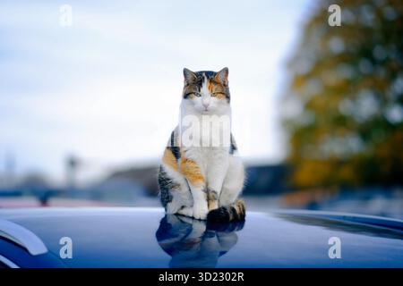 Niedliche Calico-Katze, die auf einem Autodach sitzt und sich entspannt. Stockfoto