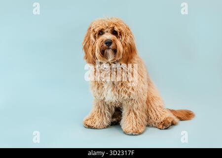 Lockiges braunes Labradoodle oder Pudel oder Goldendoodle Hund auf einem blauen isolierten Hintergrund Stockfoto