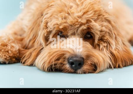 Lockiges braunes Labradoodle oder Pudel oder Goldendoodle Hund auf einem blauen isolierten Hintergrund Stockfoto