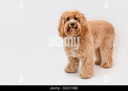 Lockiges braunes Labradoodle oder Pudel oder Goldendoodle Hund auf einem weißen isolierten Hintergrund Stockfoto