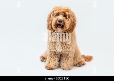 Lockiges braunes Labradoodle oder Pudel oder Goldendoodle Hund auf einem weißen isolierten Hintergrund Stockfoto