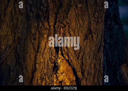 Nahaufnahme von Eichenrinde, die sanft im goldenen Stundenlicht leuchtet. Textur der Eichenrinde. Stockfoto