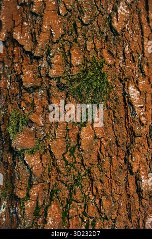 Stille der Golden Hour – Baumrinde und grünes Moos voller Leben und Details. Stockfoto