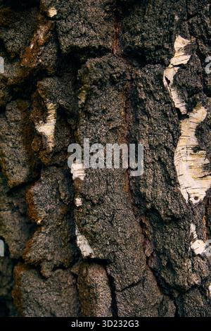 Das Muster der Natur – Sonnenlicht zeichnet Linien auf die Rinde. Die Nahstruktur der Eichenrinde. Stockfoto