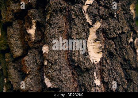 Das Muster der Natur – Sonnenlicht zeichnet Linien auf die Rinde. Die Struktur der Eichenrinde. Stockfoto