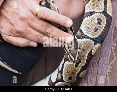Mann mit Pythonschlange, zeigt Reptilienhautmuster Stockfoto