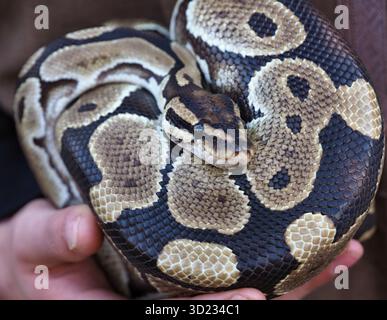 Kugelpython, zusammengerollt in den Händen eines Tierpflegers Stockfoto