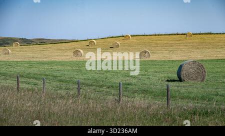 Sanfte Hügel mit Heuballen unter einem klaren blauen Himmel und grasbewachsenen Feldern. Waterton Park, Alberta, Kanada Stockfoto