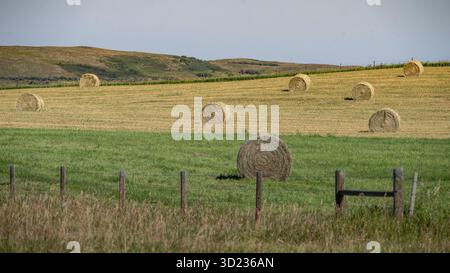 Sanfte Hügel mit verstreuten Heuballen auf einem grünen und goldenen Feld unter klarem Himmel. Waterton Park, Alberta, Kanada Stockfoto