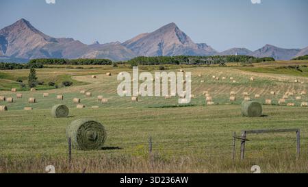 Sanfte Felder mit Heuballen vor dem Hintergrund majestätischer Berggipfel. Waterton Park, Alberta, Kanada Stockfoto