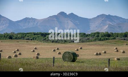 Hügelige Heufelder mit verstreuten Ballen vor dem Hintergrund majestätischer Bergketten. Waterton Park, Alberta, Kanada Stockfoto