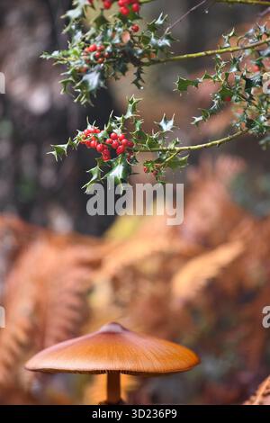 Holly und Pilz im Wald Stockfoto