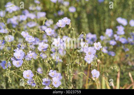 Blühende blassblaue Flachsblüten auf sonnendurchfluteter Wiese mit Grün Stockfoto