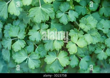 Nahaufnahme von leuchtend grünen säulenblättern bei natürlichem Licht Stockfoto