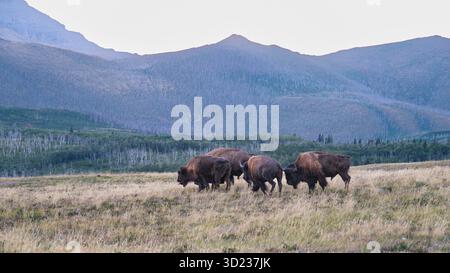 Bisonherde, die auf einem weiten Grasland weidet, mit Bergen im Hintergrund. Waterton Park, Alberta, Kanada Stockfoto